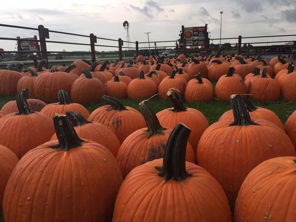 Great Pumpkin Contest